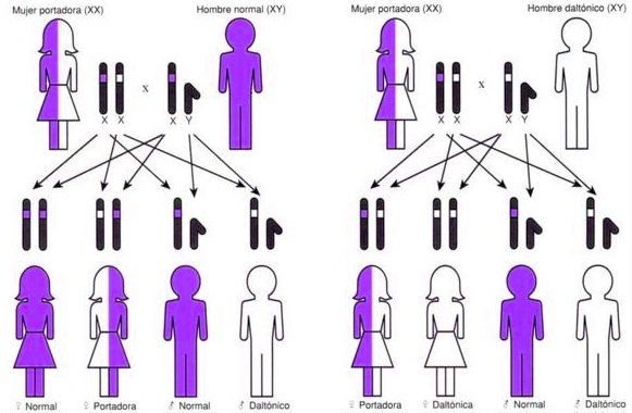 Herencia genética en el daltonismo